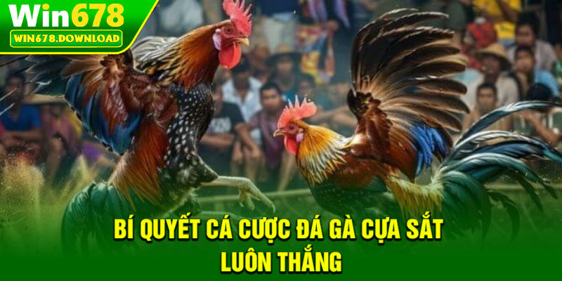 Đá Gà Cựa Sắt – Nơi Hội Tụ Những Chiến Kê Hàng Đầu 7 Bí quyết cá cược đá gà cựa sắt luôn thắng
