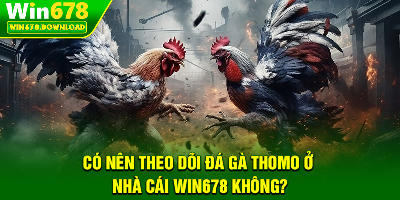 Đá Gà Thomo – Sôi Động Mọi Cuộc Đấu Trên Win678 6 Có nên theo dõi đá gà Thomo ở nhà cái Win678 không?