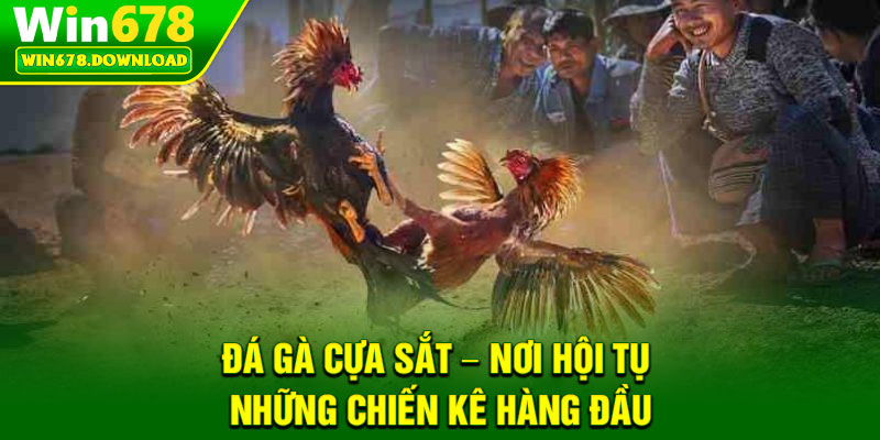 Đá Gà Cựa Sắt – Nơi Hội Tụ Những Chiến Kê Hàng Đầu 7 Đá Gà Cựa Sắt – Nơi Hội Tụ Những Chiến Kê Hàng Đầu