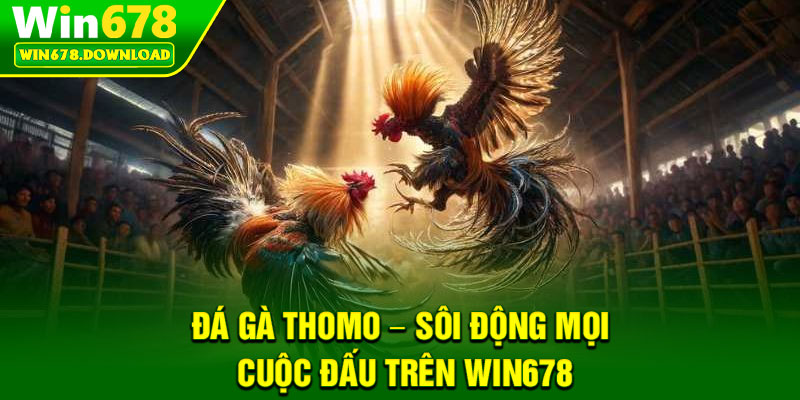 Đá Gà Thomo – Sôi Động Mọi Cuộc Đấu Trên Win678 8 Đá Gà Thomo – Sôi Động Mọi Cuộc Đấu Trên Win678