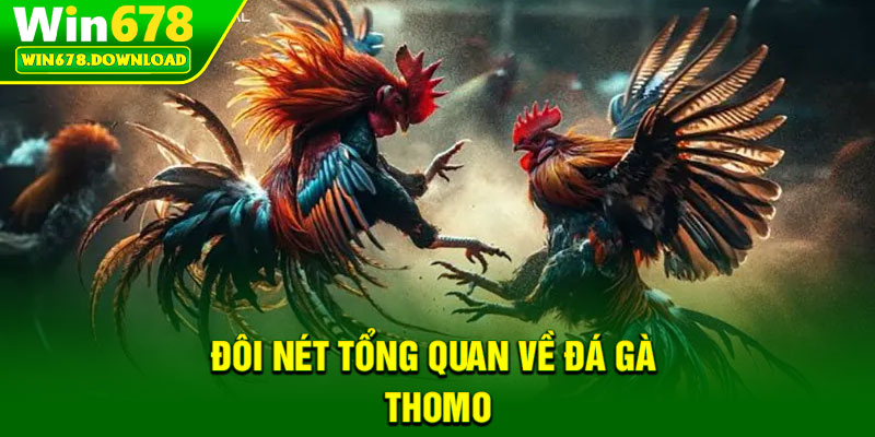 Đá Gà Thomo – Sôi Động Mọi Cuộc Đấu Trên Win678 5 Đôi nét tổng quan về Đá gà Thomo