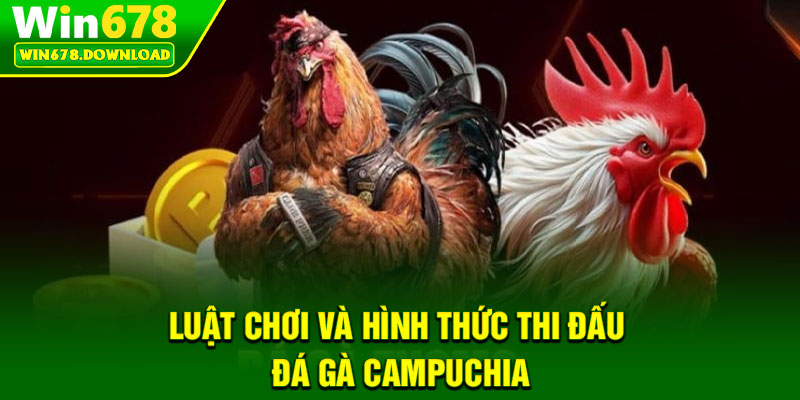 Đá Gà Campuchia – Bộ Môn Giải Trí Truyền Thống Hấp Dẫn 6 Luật chơi và hình thức thi đấu đá gà Campuchia