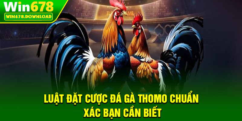Đá Gà Thomo – Sôi Động Mọi Cuộc Đấu Trên Win678 7 Luật đặt cược đá gà Thomo chuẩn xác bạn cần biết