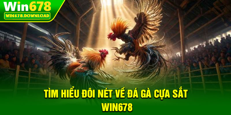 Đá Gà Cựa Sắt – Nơi Hội Tụ Những Chiến Kê Hàng Đầu 5 Tìm hiểu đôi nét về đá gà cựa sắt Win678